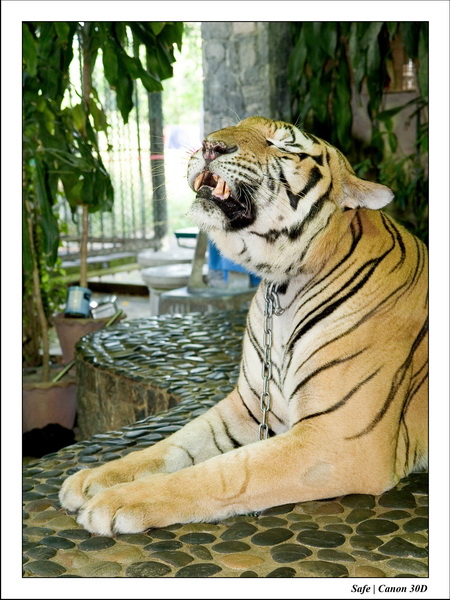 2006 - 08 - Pattaya - Crocodile farm 26